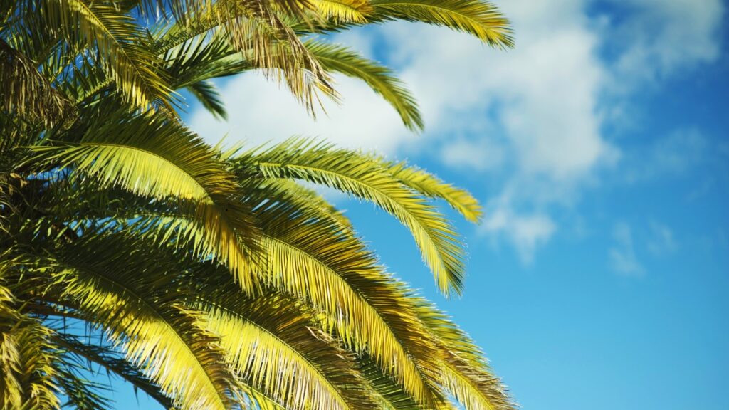 Preise auf La Palma – Wie viel kostet ein Urlaub auf der „Isla Bonita“