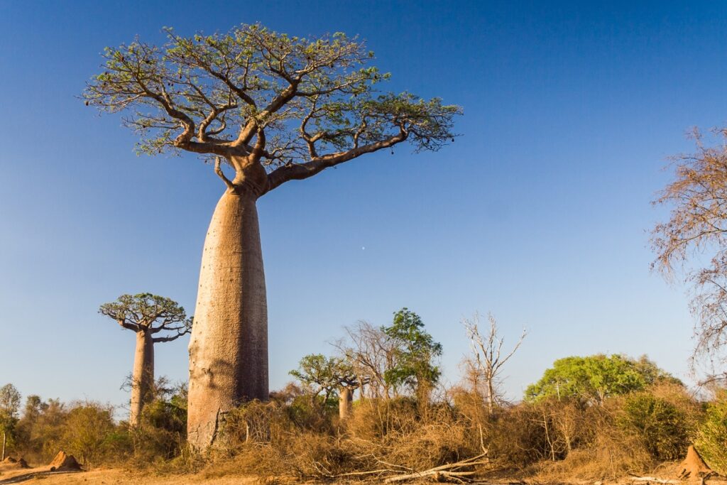 Avenue of the Baobabs – Magische Bäume in Madagaskar