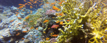 Seascope Glasbodenboot in Hurghada – Ideal für Familien