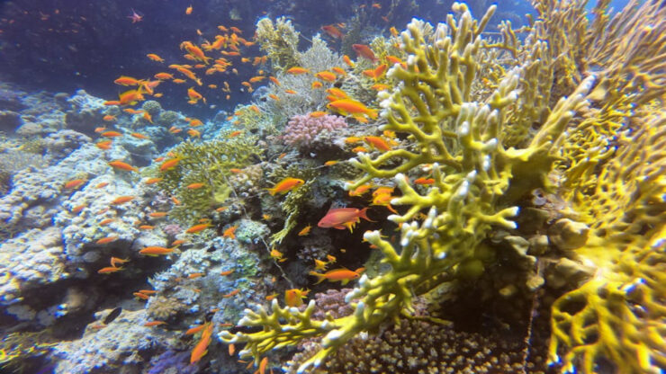 Seascope Glasbodenboot in Hurghada – Ideal für Familien