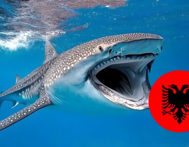 Haie in Albanien – Gibt es Haie im Ionischen und Adriatischen Meer?