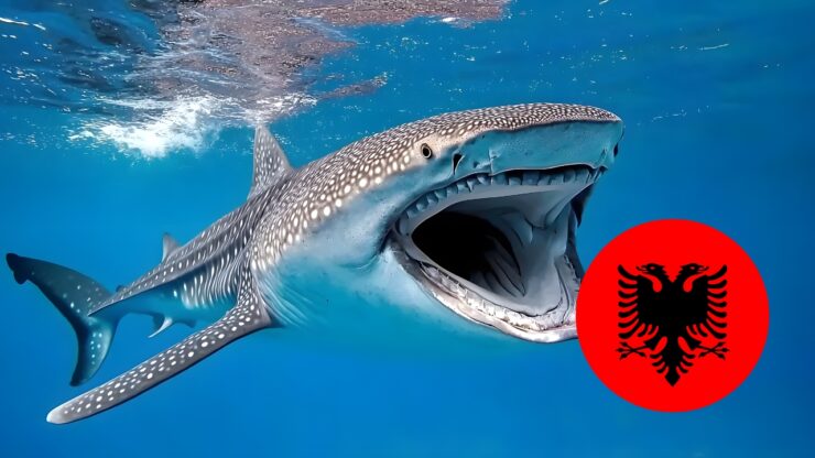 Haie in Albanien – Gibt es Haie im Ionischen und Adriatischen Meer?
