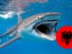 Haie in Albanien – Gibt es Haie im Ionischen und Adriatischen Meer?