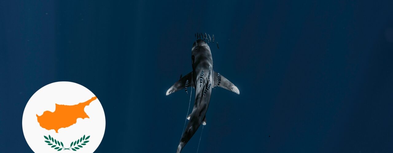 Haie auf Zypern – ist das Schwimmen im Meer sicher?