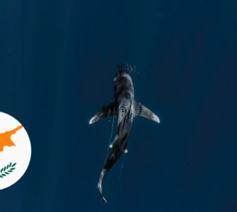 Haie auf Zypern – ist das Schwimmen im Meer sicher?