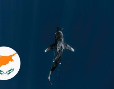 Haie auf Zypern – ist das Schwimmen im Meer sicher?
