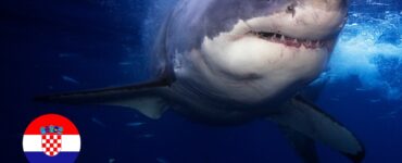 Haie in Kroatien – gibt es Haie im Adriameer?