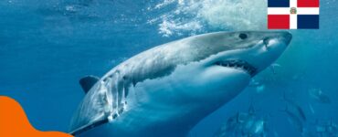 Haie in der Dominikanischen Republik