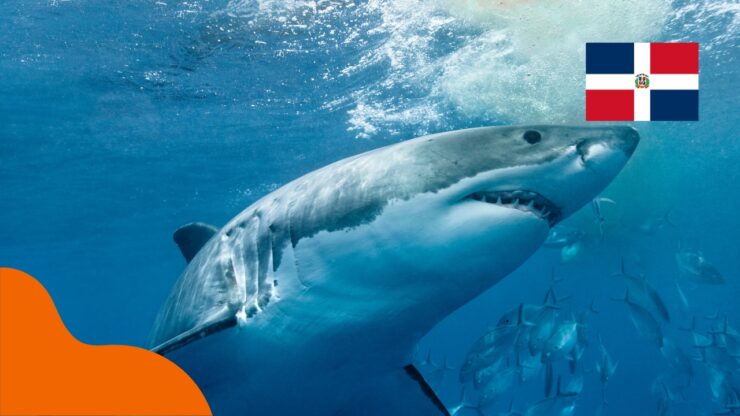 Haie in der Dominikanischen Republik