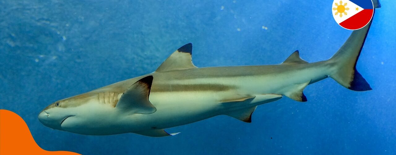 Haie auf den Philippinen