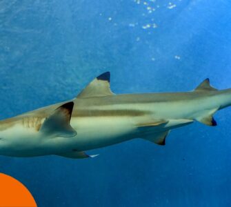 Haie auf den Philippinen