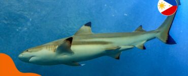 Haie auf den Philippinen