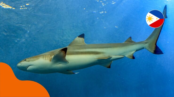 Haie auf den Philippinen