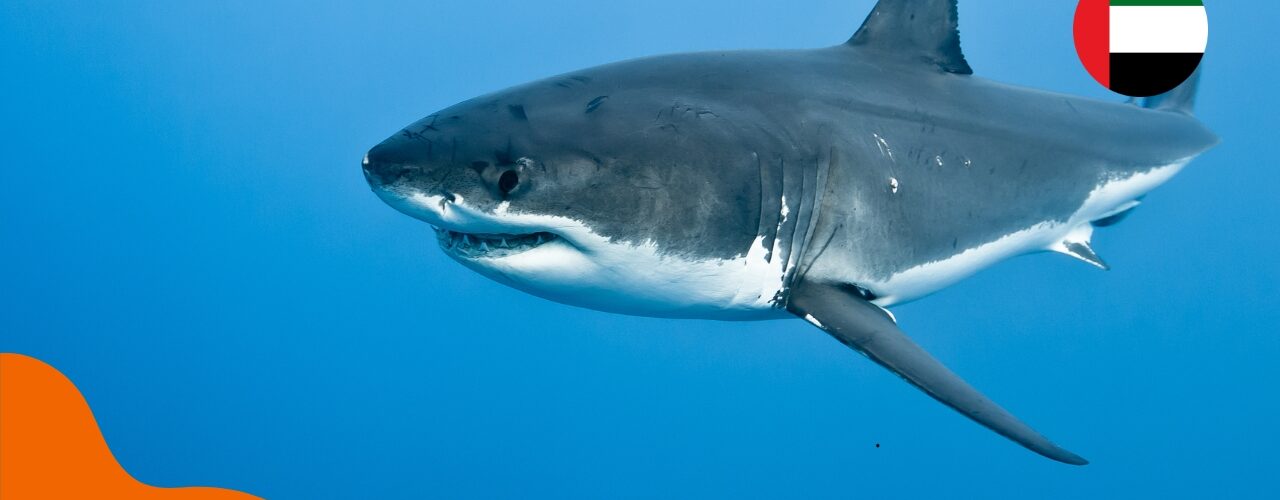 Haie in den Vereinigten Arabischen Emiraten – ist Baden sicher?