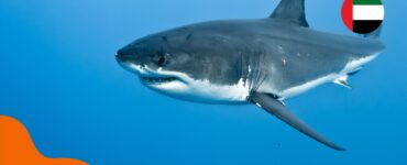 Haie in den Vereinigten Arabischen Emiraten – ist Baden sicher?