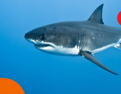 Haie in den Vereinigten Arabischen Emiraten – ist Baden sicher?