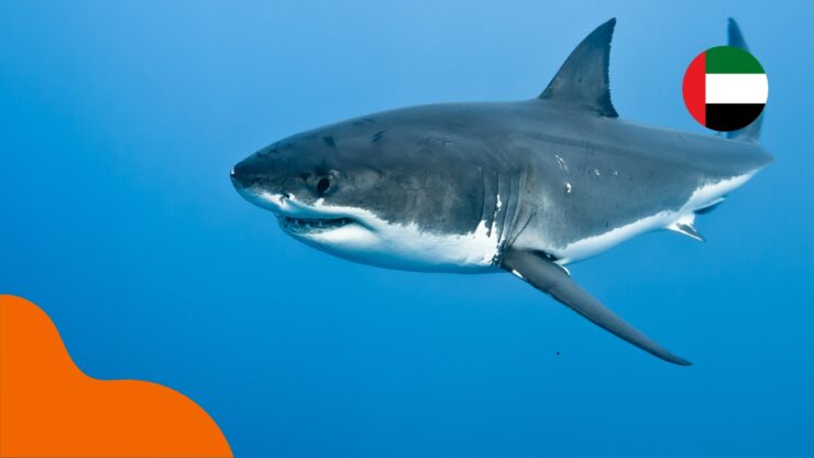 Haie in den Vereinigten Arabischen Emiraten – ist Baden sicher?