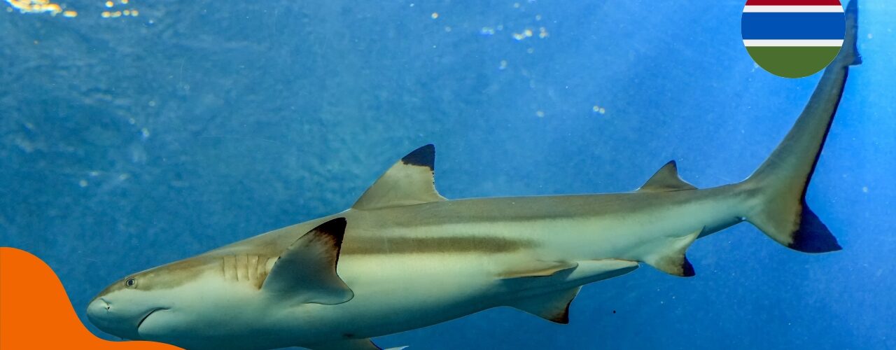 Haie in Gambia