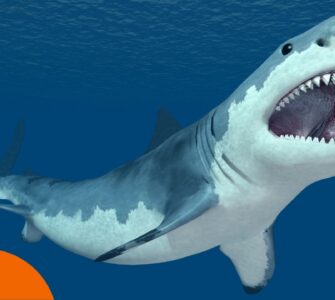 Haie in Griechenland